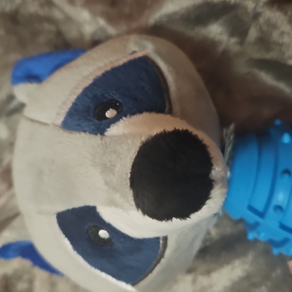Plush Raccoon Dog Toy/Rubber Chew..Dogs Love It